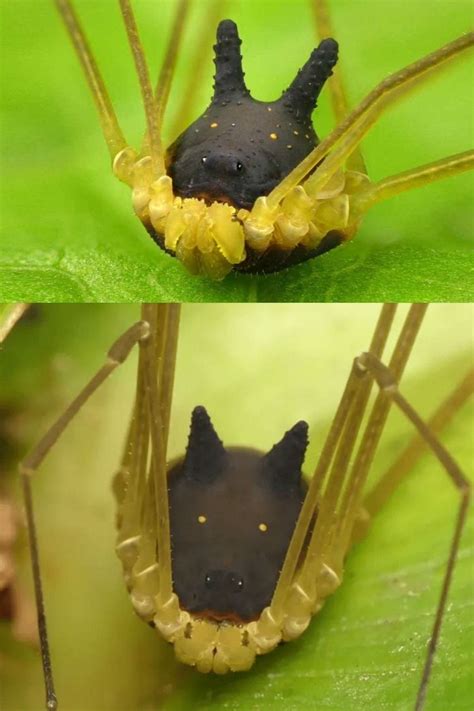 bunny harvestman|Bunny harvestman: Spider, dog, rabbit, and Totoro。